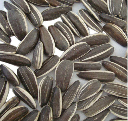 satın al Güneşli çiftlik tohumları rekabetçi tarım piyasasında başarının anahtarı online manufacture