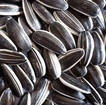 Çince Toptan Satış GMO olmayan Yüksek Kalite İyi Fiyat Kızarmış Güneşböceği Tohumları